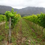 南アフリカワイン訪問記-ストーム（ウォーカー・ベイ）