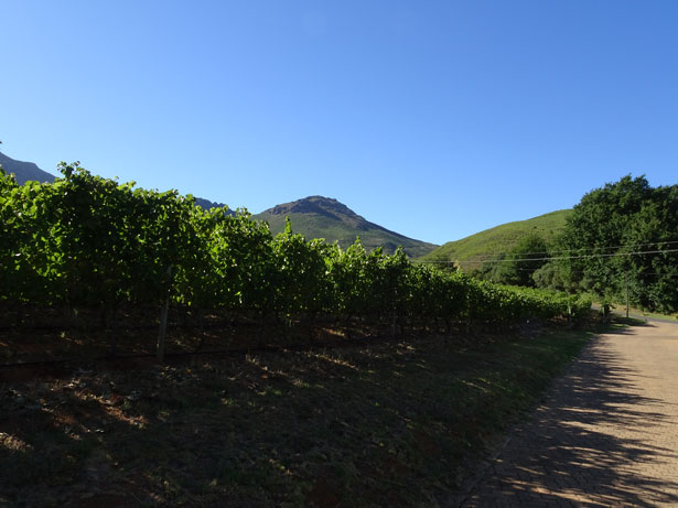 南アフリカワイン