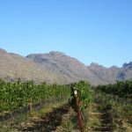 南アフリカワイン訪問記-ドリフック訪問
