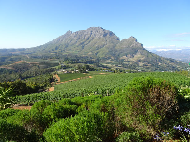 南アフリカワイン