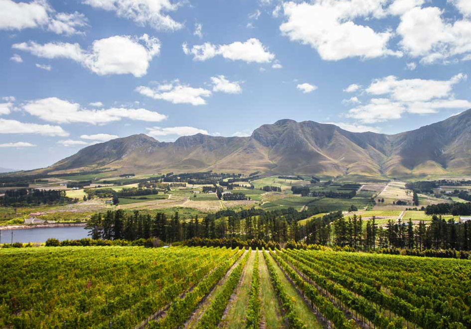 南アフリカワインの選び方
