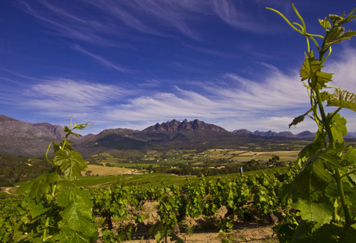 南アフリカワインの選び方