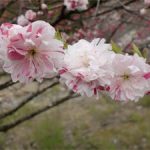 花もも満開♪　下伊那の春